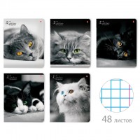 тетрадь АЛЬТ Кошки Яркий Взгляд А5 48л клетка глянцевый лак микс дизайна